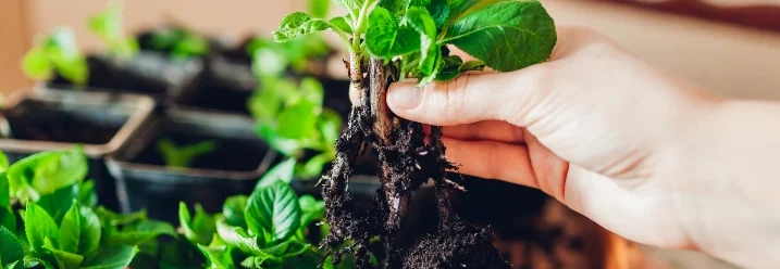 Hand hält Hydrangea-Pflanze mit Wurzeln